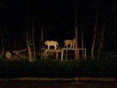 -清迈夜间动物园
