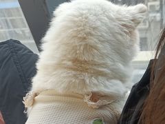 -怪兽屋·羊驼·猫咖·狗咖(俊华广场店)