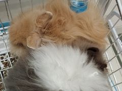 -怪兽屋·羊驼·猫咖·狗咖(俊华广场店)