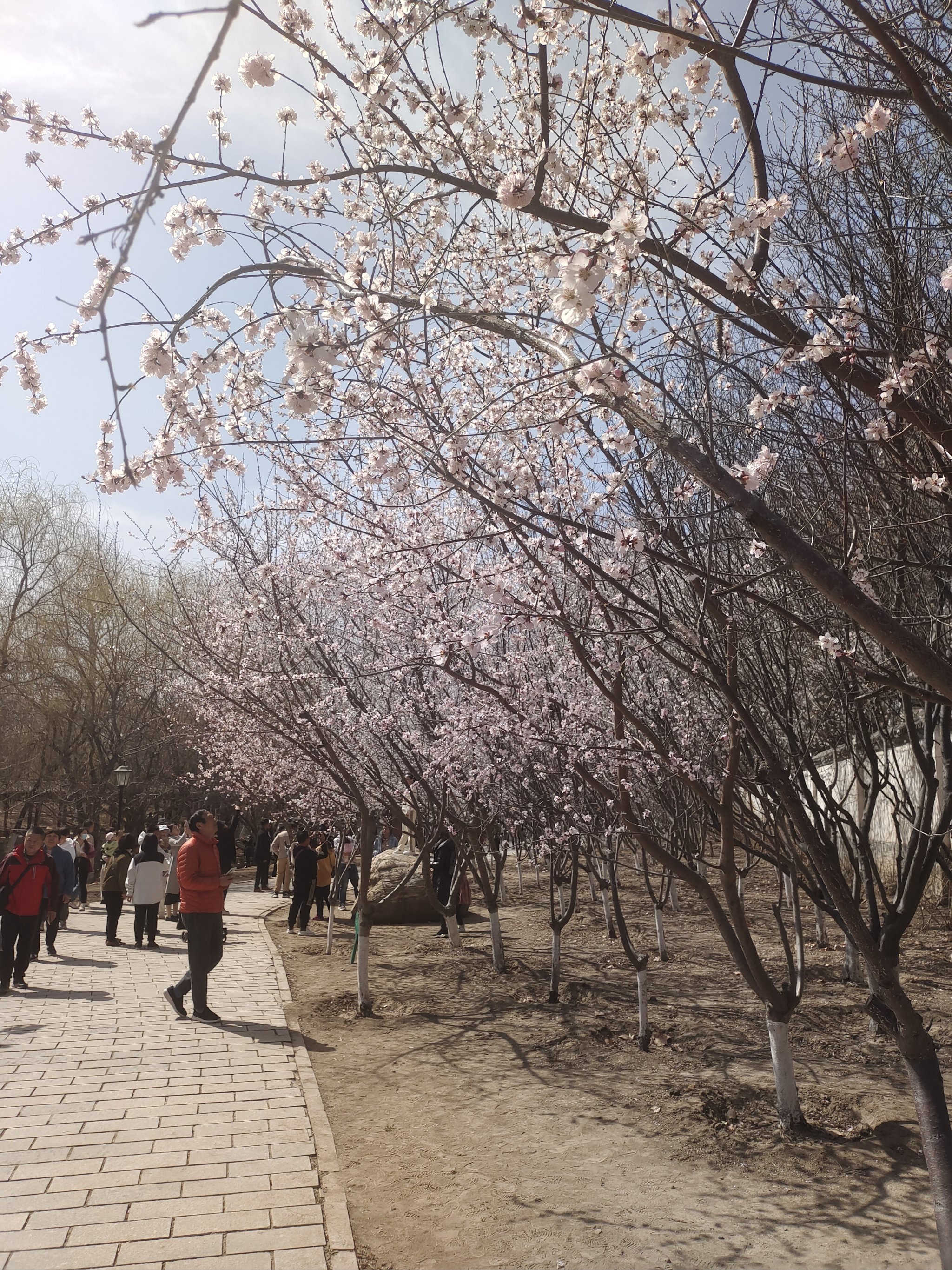 新乡秋沟桃花节图片