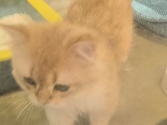 -PETKIT小佩宠物·低压洗护(国顺东路店)