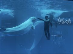 -海合安成都极地海洋公园