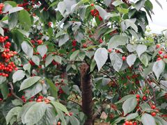 -樱桃山旅游景区