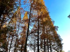 -宜兴龙背山森林公园
