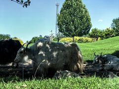 -北京野生动物园