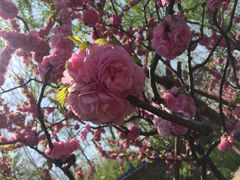 -大兴滨河森林公园