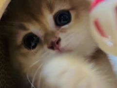 -瑞派福兴宠物医院犬猫全科·骨科·中西医结合(河东店)