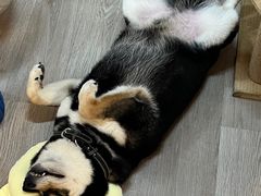 -柴迷FANS CLUB·柴犬狗咖·猫咖