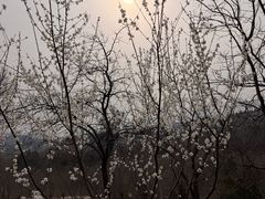 -白水寺森林公园