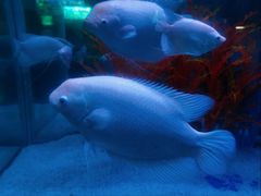 -洛阳龙门海洋馆