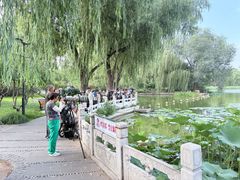 -莲花池公园