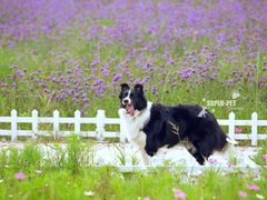 -超宠爱宠物摄影-Super pet
