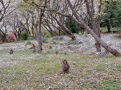 -苏州上方山国家森林公园
