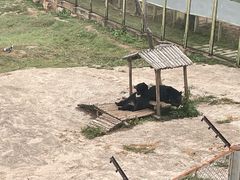-青藏高原野生动物园