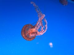 -太平洋海底世界