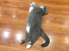 -猫小院猫主题咖啡厅(北锣店)