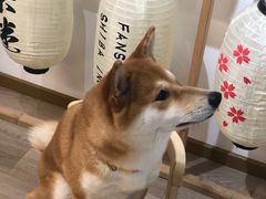 -柴迷FANS CLUB·柴犬狗咖·猫咖