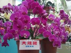 -百万葵园