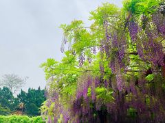 -嘉定紫藤园