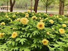 -石家庄市植物园
