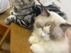 -李小姐の猫咖啡馆(五角场店)