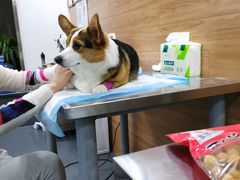 -爱侣宠医·鹦鹉专科·小型哺乳类·异宠专科(灵石路店)