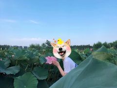 -白洋淀景区