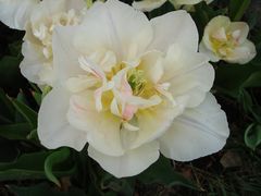 -上海鲜花港