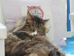 -Anne猫窝咖啡屋