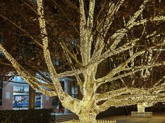 -北京市海淀外国语实验学校