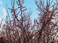 -白塘生态植物园