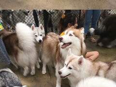 -TrueLove @ Neverland (Husky Cafe)