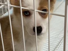 -翊宠yipet猫狗购宠庄园犬舍•猫舍