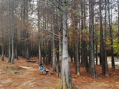 -青龙山国家森林公园