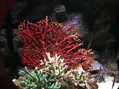 -暹罗海洋世界