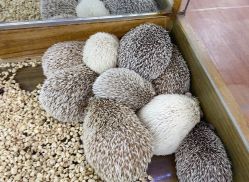 -未来动物城主题公园(正弘城店)