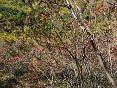-云岫谷游猎自然风景区