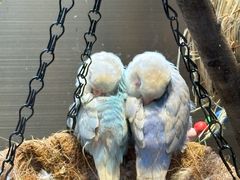 -吾叁·吉趣鸟咖(万科店)