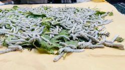-太湖雪蚕桑文化园