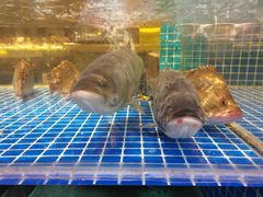 -王荣法仓前羊锅