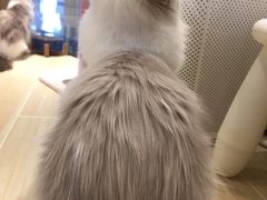 -momokira米努特·德文卷毛猫·棉花面纱犬