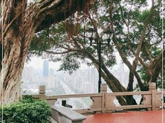 -板樟山森林公园