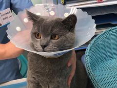 -纳吉亚猫专科动物医院博雅分院