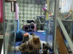 -读宠于你·约克夏比熊·睫角守宫·爬宠售卖(高新店)