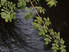 -陕西省西安植物园