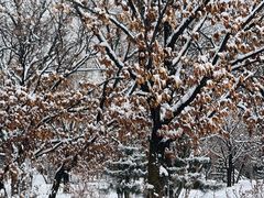 -塞罕坝国家级自然保护区