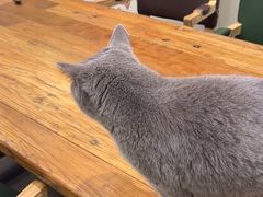 -猫小院猫主题餐厅(南锣旗舰店)