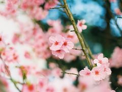 -南山植物园