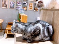 -藏猫猫咖啡主题馆(中央大道店)