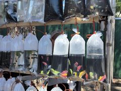 -千里堤花鸟鱼虫市场(天津红桥区店)